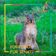 Illustration for article titled Meet Furry Boi, the Squirrel Who Won a UC Berkeley Senate Seat Thanks to a Facebook Meme Page